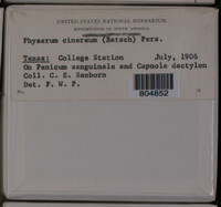 Physarum cinereum image